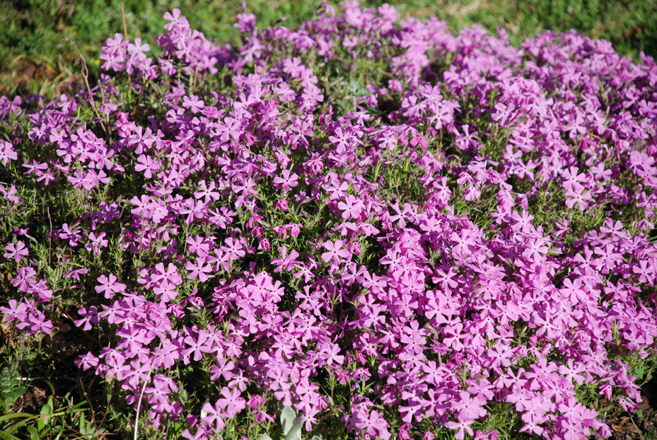 DSC_1266